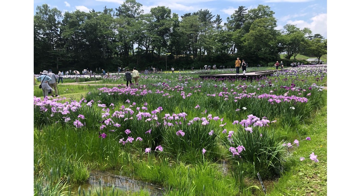 多賀城跡あやめまつり