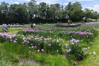 多賀城跡あやめまつり